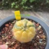 Gymnocalycium pflanzii v. marquezii variegated seedgrowth WYSIWYG