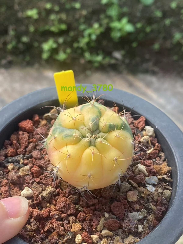 Gymnocalycium pflanzii v. marquezii variegated seedgrowth WYSIWYG