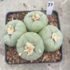 LF cactus Succulent Multiple heads Plant Garden beautiful seedgrowth WYSIWYG 77