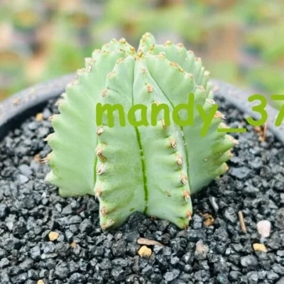 2PCS Euphorbia Anoplia, 'Tanzanian Zipper Plant' Raresucculents plants high 7CM