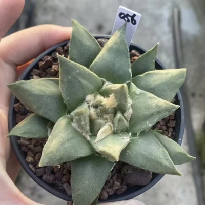 9.5CMAriocarpus Retusus cactus Succulent Plant Ariocarpus seedgrowth WYSIWYG 056