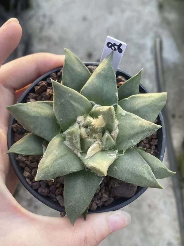 9.5CMAriocarpus Retusus cactus Succulent Plant Ariocarpus seedgrowth WYSIWYG 056