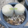 Epithelantha micromeris double heads cacti rarecactus seedinggrowth 5-6CM