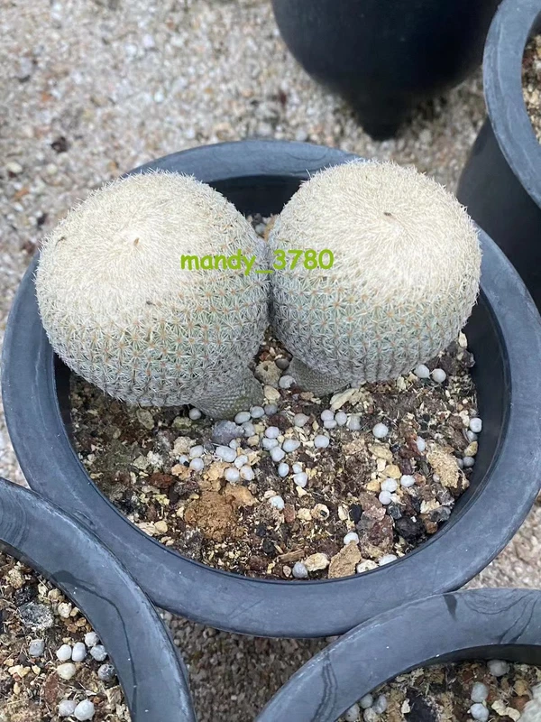 Epithelantha micromeris double heads cacti rarecactus seedinggrowth 5-6CM