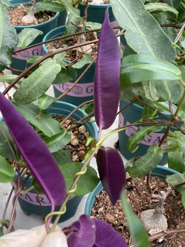 Petiopenta natalensis cactus Cacti Succulent real Plant Garden Décor Boutiq