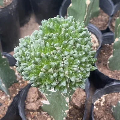 Ariocarpus 'Godzilla' Multi Heads RareSucculents Garden Décor Boutique WYSIWYG