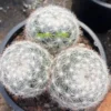 Multi Heads Mammillaria candida Cactus Snowball Cushion seedgrowth 3-4heads