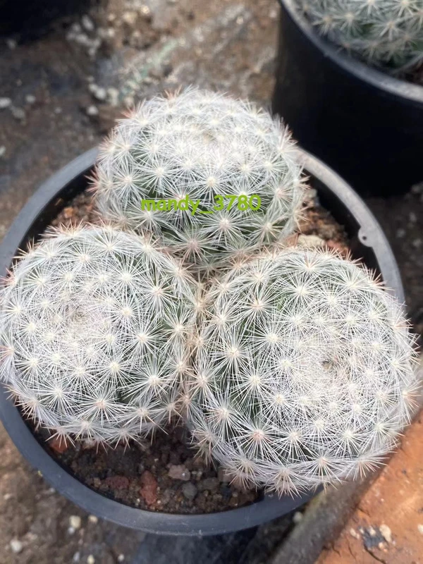 Multi Heads Mammillaria candida Cactus Snowball Cushion seedgrowth 3-4heads