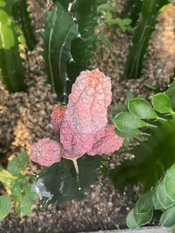 Multi Heads Succulent plant Euphorbia abdelkuri Balfour fil 'Variegata' WYSIWYG6