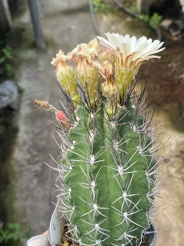 Neochilenia jussieui Cacti Succulent cactus plants seedgrowth WYSIWYG