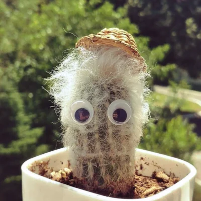 3PCS Espostoa lanata (Kunth) Britton & Rose cactus Succulent Home Bonsai plants