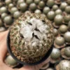 RareSucculent plant Turbinicarpus saueri ssp. ysabelae seedgrowth
