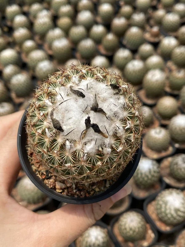RareSucculent plant Turbinicarpus saueri ssp. ysabelae seedgrowth