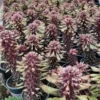 Dragon's Wood RareSucculent Cactus Plant nyambense Variegata Euphorbia