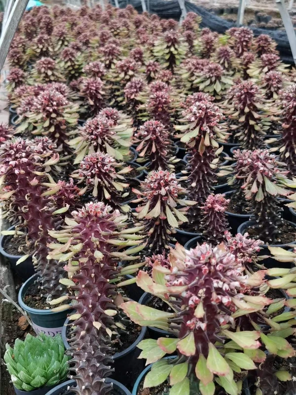Dragon's Wood RareSucculent Cactus Plant nyambense Variegata Euphorbia