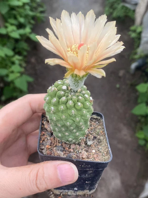 2PCS Neoporteria napina green Beautiful RareSucculent Plant seedgrowth 2-3CM