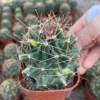 2PCS RareSucculent Plant Thelocactus davisii Garden Décor Boutique 4-5CM