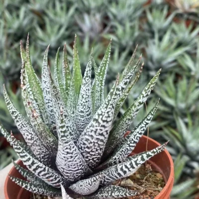 Haworthia Concolor Haworthia Plant RareSucculent Garden Décor Boutique 7-8CM