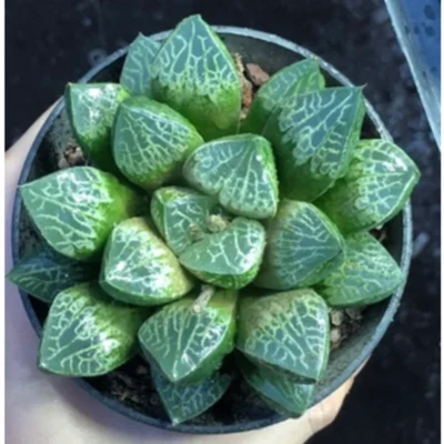 2PCS Succulent plant Haworthia cv.'Krakusa Compto' Home Garden Plants 6-7cm