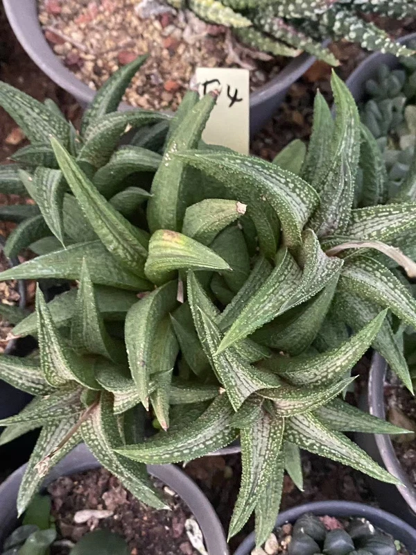 Multi Heads Haworthia Hybrid Kintaikyo Succulent Plant GardenWYSIWYG Q4