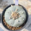 Rarecactus Succulent Plant beautiful Home Garden Plant seedgrowth WYSIWYG K5
