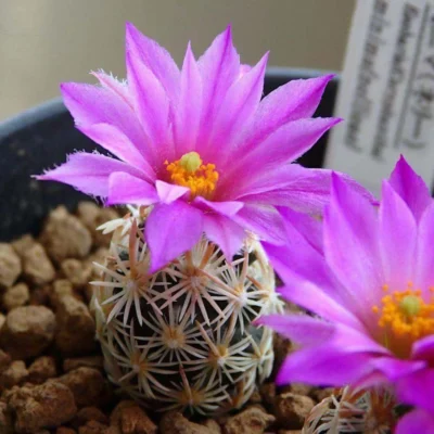 3-5CM Cactus Plants Escobaria Minima Beautiful Cactus Raregarden Cactus