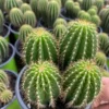 Multi Heads Golden Saguaro Neobuxbaumia polylopha cactus Cacti Succulent