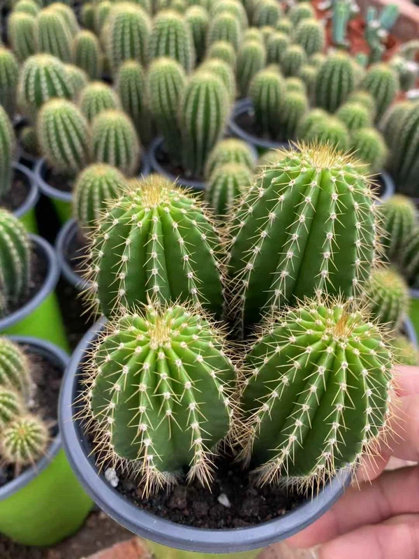Multi Heads Golden Saguaro Neobuxbaumia polylopha cactus Cacti Succulent
