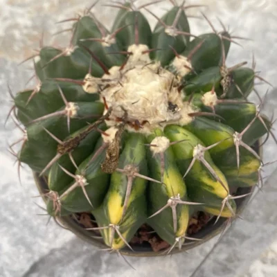 RareSucculent Plant Discocactus ferricola variegated seedgrowth WYSIWYG