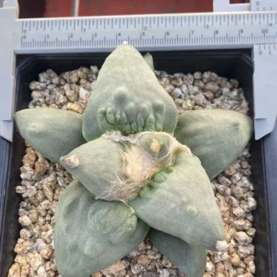 RareSucculent cactus Plant Ariocarpus 'Cauliflower' seedgrowth WYSIWYG7.17-4