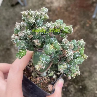 RareSucculent Plant Astrophytum myriostigma var. columnare Monstata 8-10