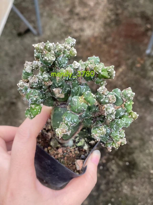 RareSucculent Plant Astrophytum myriostigma var. columnare Monstata 8-10