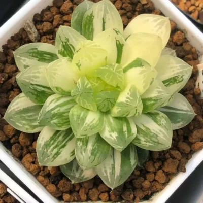 4-5cm Haworthia cooperi Suzhou Variegated Succulent plants Home Garden Plants