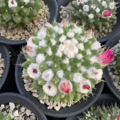 6-8cm Succulent Plant Mammillaria New Hybird Cactus Variegated OwnRoot