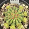 Caespitosa Ferocactus glaucescens f. nuda monstata Succulent Plant 4-5CM