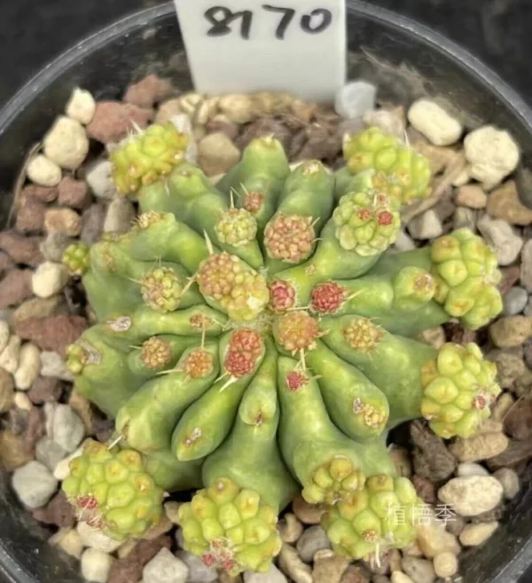 Caespitosa Ferocactus glaucescens f. nuda monstata Succulent Plant 4-5CM