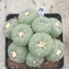 Succulent Multiple heads Plant Garden beautiful Plant seedgrowth WYSIWYG 76