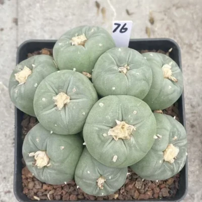 Succulent Multiple heads Plant Garden beautiful Plant seedgrowth WYSIWYG 76