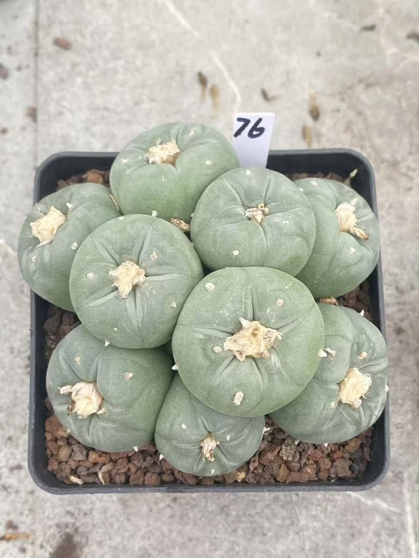 Succulent Multiple heads Plant Garden beautiful Plant seedgrowth WYSIWYG 76