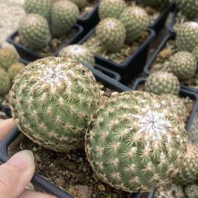 Multi-head Turbinicarpus saueri ssp. ysabelae seedgrowth RareSucculent plant