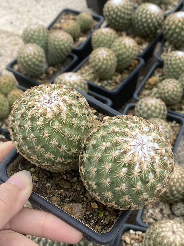 Multi-head Turbinicarpus saueri ssp. ysabelae seedgrowth RareSucculent plant