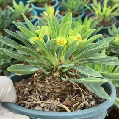 RareSucculent Euphorbia Bupleurifolia CaCtus Plants garden plants 4.5-5CM