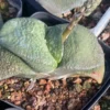 Succulent plants Gasteria armstrongii Thick leaf Garden beautiful Plants 6-8cm