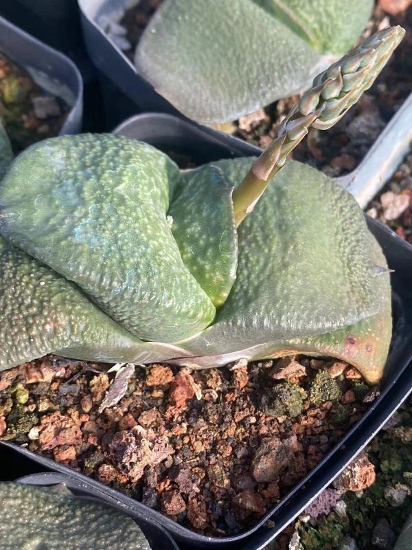 Succulent plants Gasteria armstrongii Thick leaf Garden beautiful Plants 6-8cm