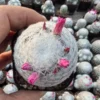 Raresucculent Mammillaria humboldtii beautiful plants 5CM