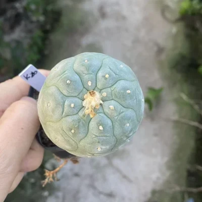 LFcactus Succulent Plant beautiful Home Garden Plant seedgrowth WYSIWYG K26