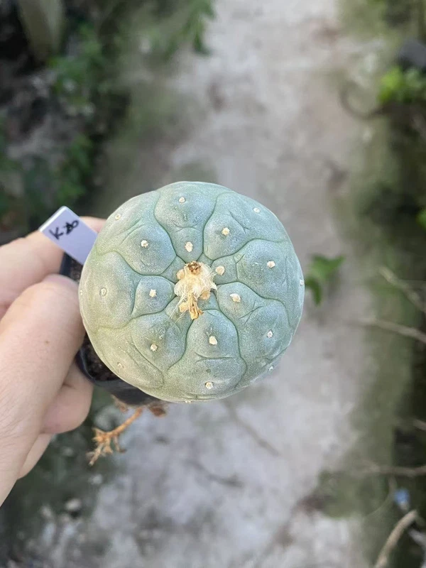 LFcactus Succulent Plant beautiful Home Garden Plant seedgrowth WYSIWYG K26