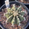 Gymnocalycium mihanovichii variegata Succulent plants Boutique Garden WYSIWYGA11