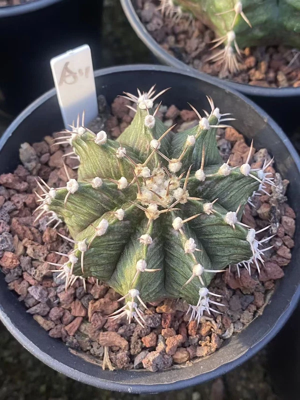 Gymnocalycium mihanovichii variegata Succulent plants Boutique Garden WYSIWYGA11