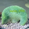 Strombocactus disciformis f. cristata Seedgrown RareSucculent Plant